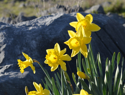 A Quaker take on Easter