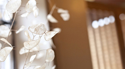 dappled white plant with lots of light near a brightly-lit brown wall