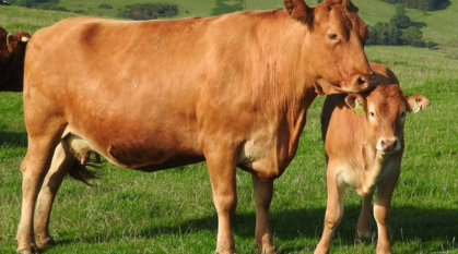 A cow and calf standing together in a green field on a sunny day