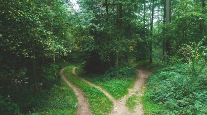 Paths in a forest