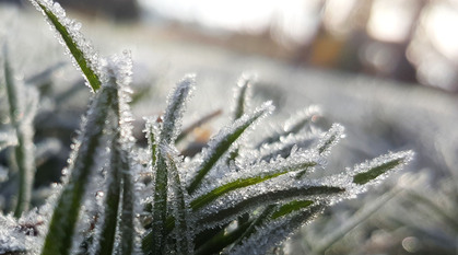 frost-covered plants 