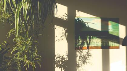 Spider plants hanging in a window and casting shadows on a wall