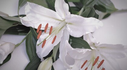 close up of white lilies with grey shadows round the edges