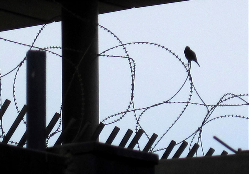 Bird on a wire