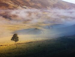 an empty remote cottage sits in the morning fog with a lone tree nearby