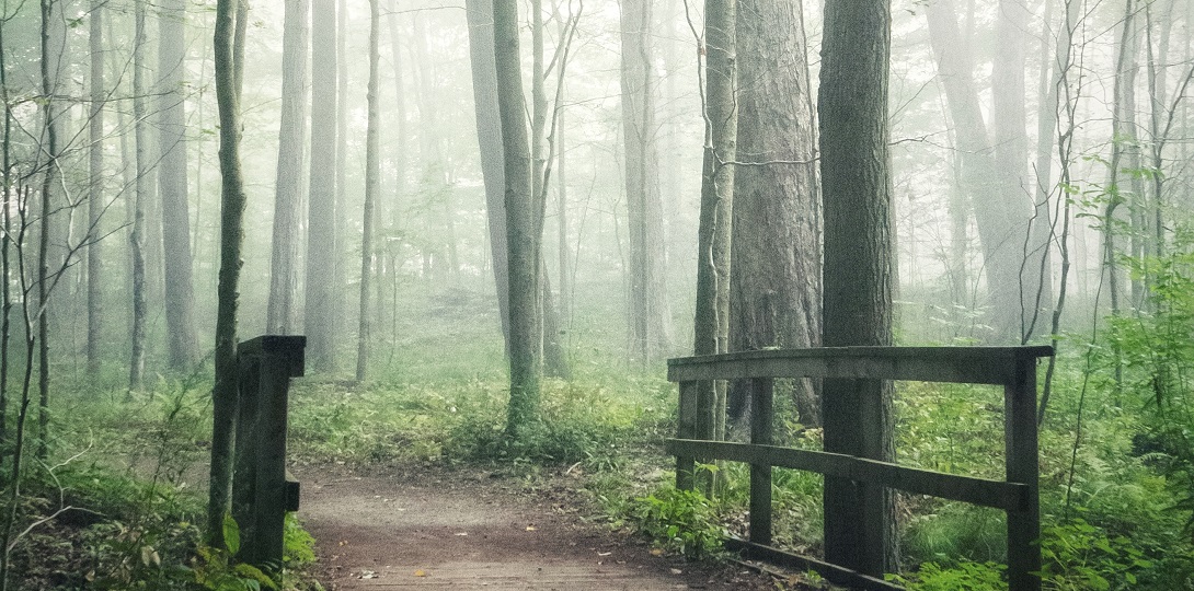 A wooden bridge across a stream in a forest.