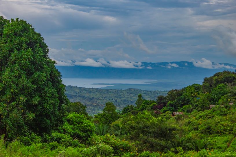 green forest with lake in distance