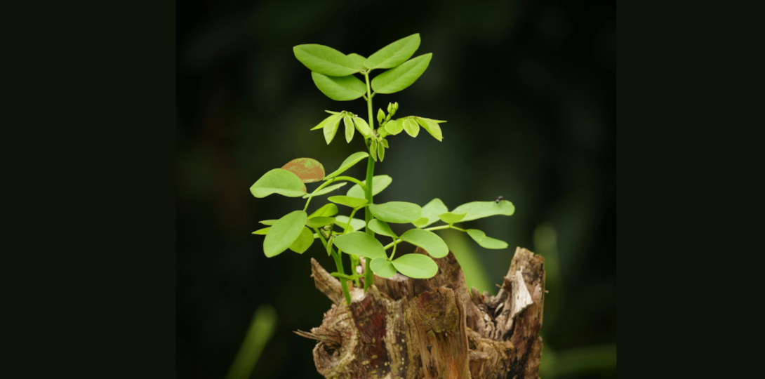 Fresh green leaves sprouting from a decaying piece of old tree trunk