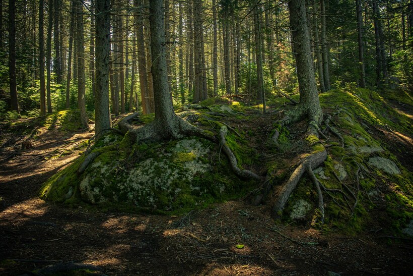 A series of trees in a wood with roots spreading out between the trunks and over the paths. Sunlight shines down through the trees to light the forest floor.