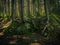 A series of trees in a wood with roots spreading out between the trunks and over the paths. Sunlight shines down through the trees to light the forest floor.