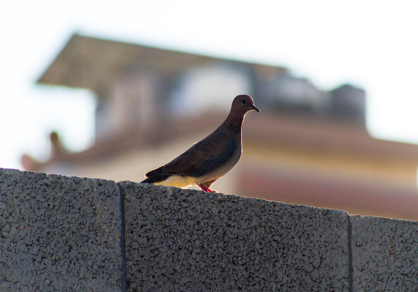Laughing dove on concrete wall