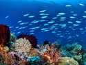 Protecting the Coral Triangle