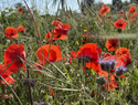 Tending the fields: reparation reflections