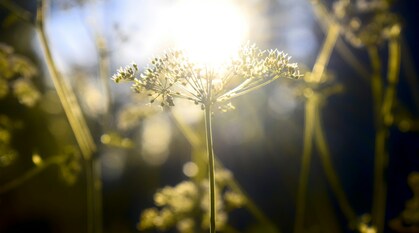 White flower bathed in sunlight