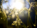 Continuing growth rather than a quick splash: Quakers and baptism